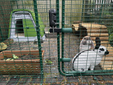 Mäxchen en marie zijn dol op hun nieuwe behuizing.