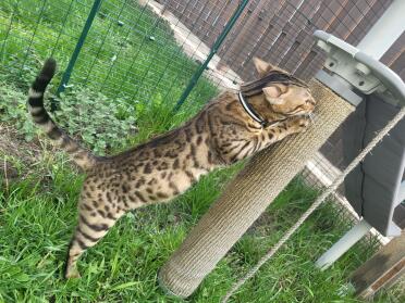 Kattenboom onder, kattenkruid achter