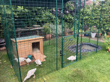 5 aylesbury eendjes bekijken hun tijdelijke onderkomen totdat onze 2 welsh harlekijnen arriveren!