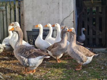 Groepsfoto van correct gemerkte pelgrimsganzen en ganzen