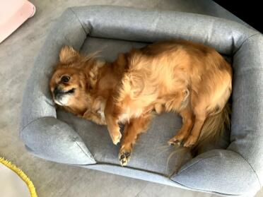 Deze hond houdt ervan zich uit te rekken in zijn bolster bed