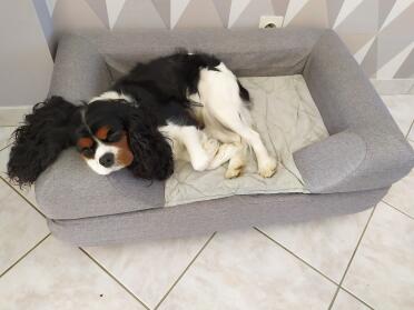 De bolster topper creëert een mooie plek voor honden om hun hoofd te laten rusten