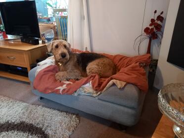 Monty op nieuw bed