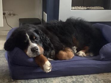 Onze Berner sennenhond Skip is heel erg blij met zijn nieuwe mand. 