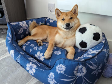 Smiley shiba in maat klein nest bed