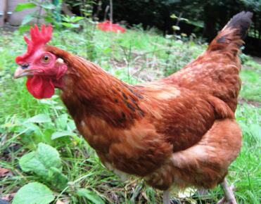 Gingernut ranger kip in de tuin