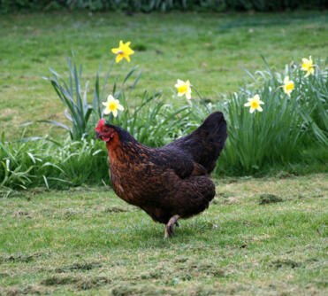 Kip in de tuin