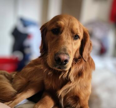 Dit is mijn lieve floofy boomer. hij is echt de liefste pup ooit!!! (als je eenmaal voorbij de landhaai fase bent!!) lol