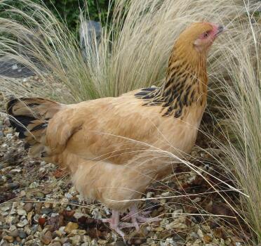 Buff sussex pullet in de tuin