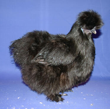 Zwarte silkie kip