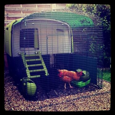 Kippen en groen Omlet Eglu Cube groot kippenhok en ren