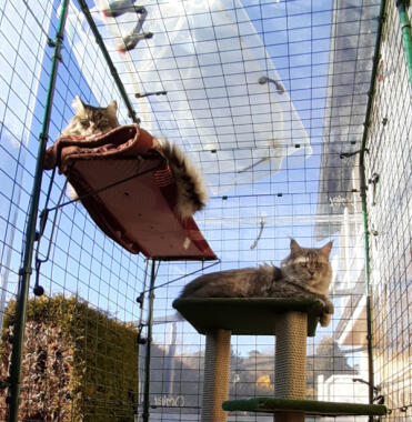 Katten rusten graag op de planken