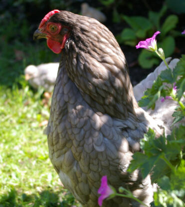 Blauwe wyandotte poseert in tuin