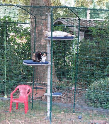 Ze genieten volop van de catio en de paal !