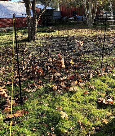 De omheining biedt flexibiliteit in uw tuin