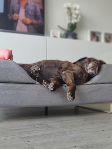 Nina, 14 jaar Chocolade labrador 