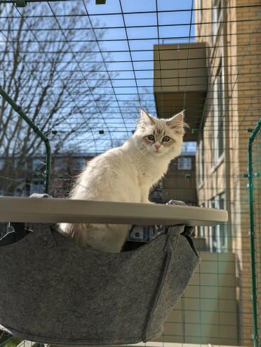 Katten houden van de hangmat