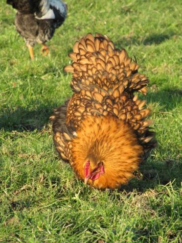 Kip op zoek naar wormen in gras