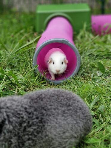 Baby cavia in zijn tunnel