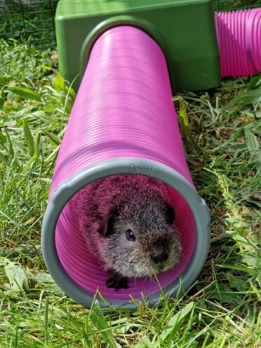 Teddy ons cavia in zijn tunnel