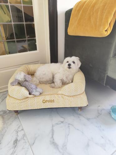 Yuki and her cuddly toy enjoying her new bed.