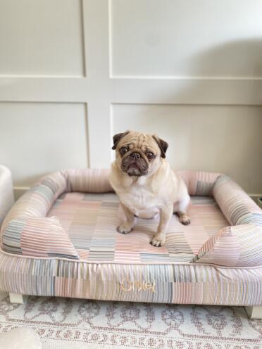 Oreo in zijn Omlet bed