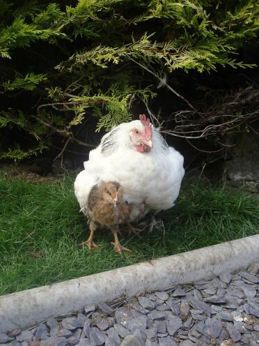 Twee kippen in de tuin