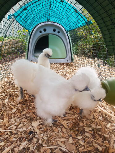 Mijn schattige silkie meisjes in hun nieuwe ren! 