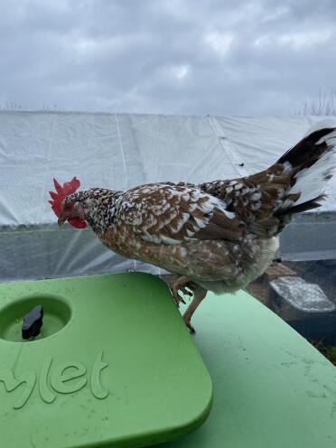 Voor wilma is de Eglu cupe een geweldige uitkijktoren 