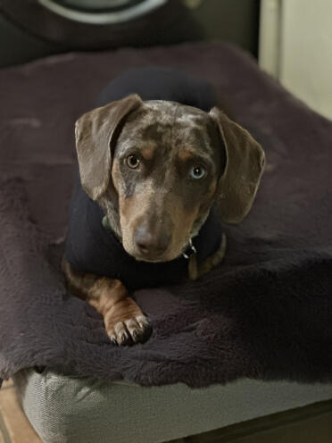 Elvis is erg blij met zijn nieuwe bed!