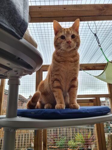 Ragnar voelt zich de koning van de catio met zijn nieuwe Omlet buitenkattenboom!