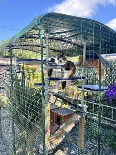 Zomerse dagen in onze buitenkat met buitenkattenboom