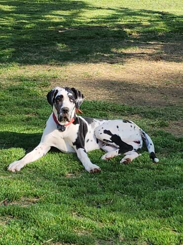 River, 9 maanden oude harlekijn deense dog pup