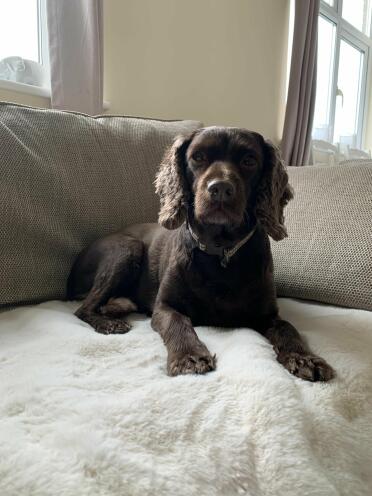 Evie houdt absoluut van haar nieuwe schapenvacht deken.