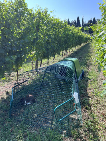 Het hek in de wijngaard veilig voor vossen