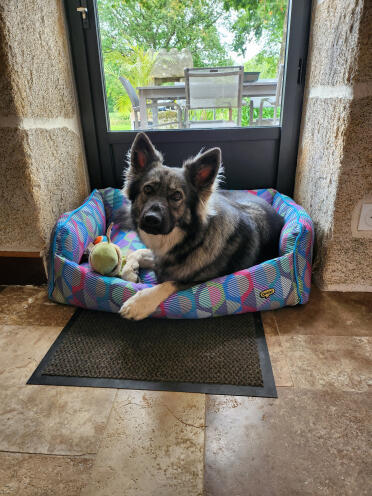 Sam in zijn knusse nieuwe huis: geadopteerd in minder dan een seconde!