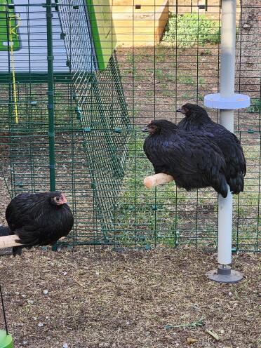 Twee zwarte sterns en een australorp hen genieten van hun standaard zitstokken.