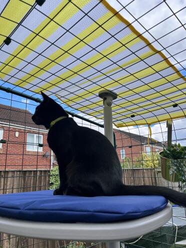 Catio