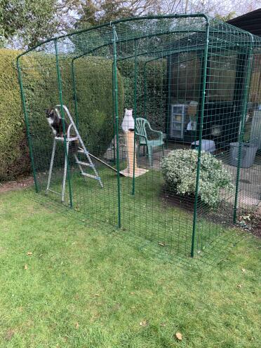 Katten houden van hun catio 