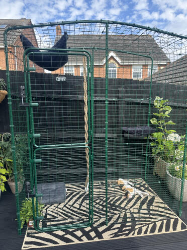 Dreamy's nieuwe catio