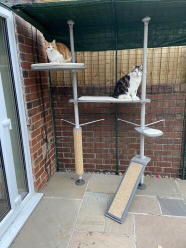 Charlie & millie, houden van hun nieuwe kattenboom