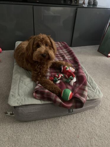 Poppy probeert haar nieuwe bed uit