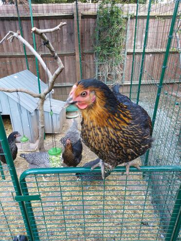 Hou van de staldeur. zal de bovenste openen als de vogelgriep Gone 