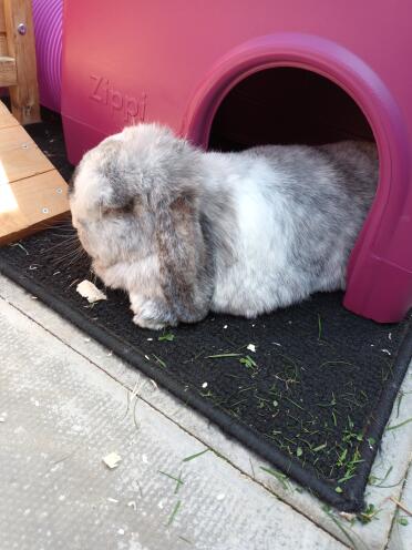 Harvey houdt van chillen in zijn nieuwe onderkomen