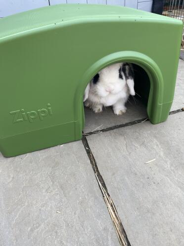 Pixie houdt van de nieuwe schuilplaats. 