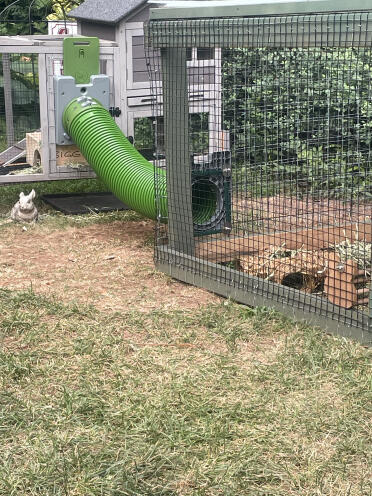 Mijn konijntjes zijn er dol op.