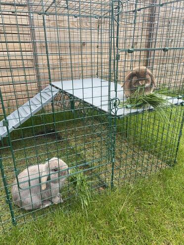 Lekker gras smikkelen op de vide