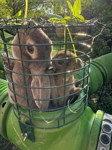 Kabouter en hommel houden van bladeren in de uitkijktoren