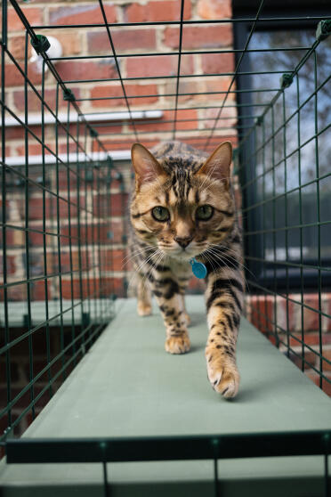 In de catiotunnel!