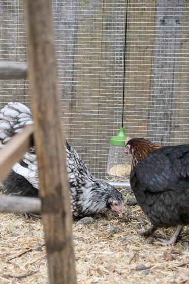 Flora en serena (marans, orpington) met hun pikspeeltje